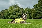 4LegsFriend Hunde Sicherheitsweste mit Leinenbefestigungsring 5 Größen - Hohe Sichtbarkeit für Outdoor Aktivitäten Tag und Nacht, Hält den Hund Sichtbar, Sicher vor Autos und Jagtunfällen (XL)