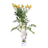 Bloomique