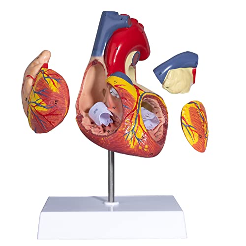 Image of Human Heart Model - Heart Anatomy Model 2X Enlarged Model of The Human Heart Medical Heart Model for Studying and Teaching