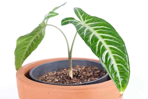 Caladium Lindenii - Angel's Wings - Live Starter Plant in a 2 inch Pot - Xanthosoma Lindenii - Beautiful Foliage for Gardens and Patios