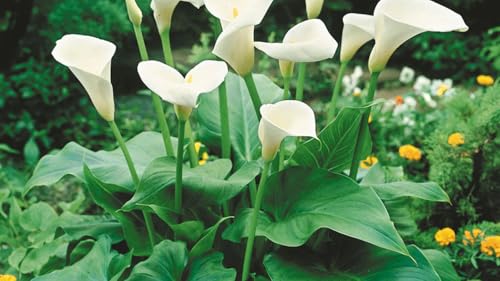 Image of Live Arum Lily Plant with Pot | Indoor Outdoor Flowering Plant for Home Garden | Decorative Air Purifying Live Plant for Living Room Balcony Office