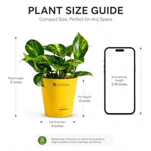 Image of Money Plant Indoor Live Plant with Pot | Low Maintenance Live Plants Indoor | Air Purifying Real Plant for Home, Office & Bathroom | Home Decor Plant | Self Watering Indoor Plant