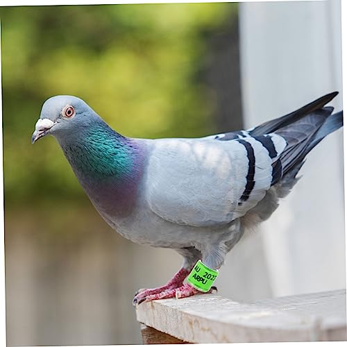BUGUUYO 100 Pçs Tornozeleira De Pombo Aves Marca De Distinção De Identificação De Pombo Bandas 2023