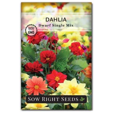 Sow Right Seeds - Dwarf Single Mix Dahlia Flower Seeds Cover