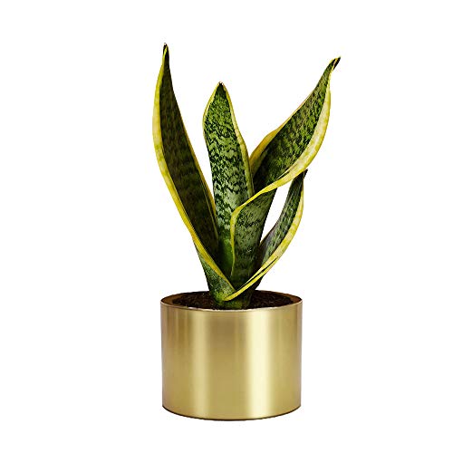 Rising Star Supply Rising Star Golden Metal Plant Pot thumb #3