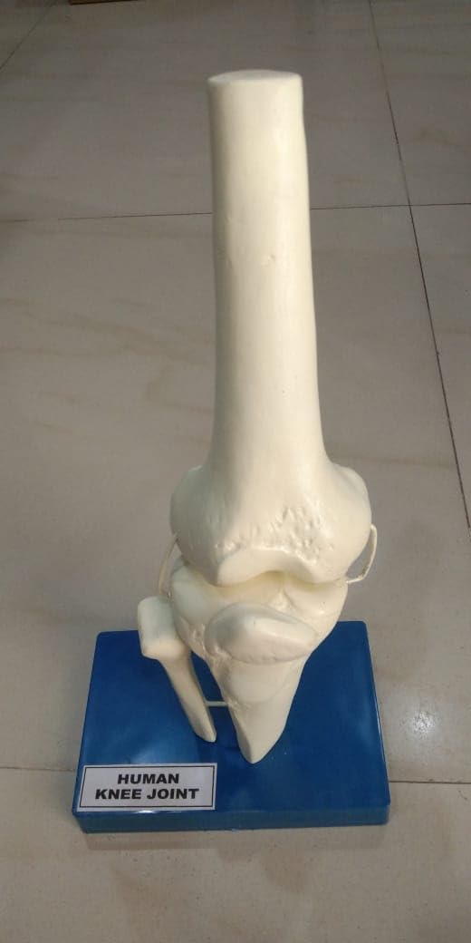 E-MEDI-Human Knee joint Anatomy Bone Model (B0D6VSWS92) Amazon Price History, Amazon Price Tracker
