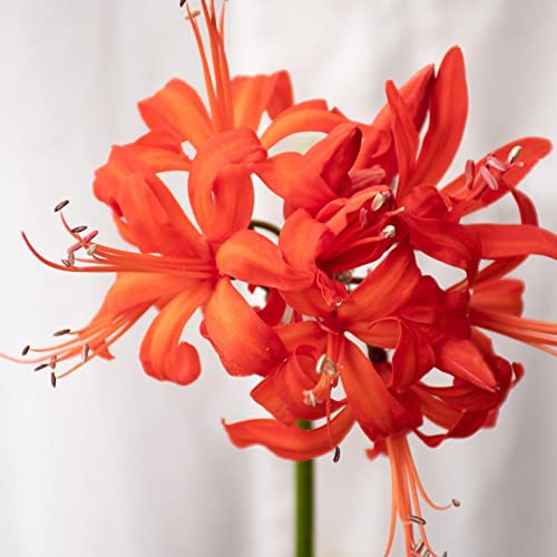 オレンジっぽい赤の百合球 Amazon.co.jp: ダイヤモンドリリー ネリネ球根 サルニエンシス