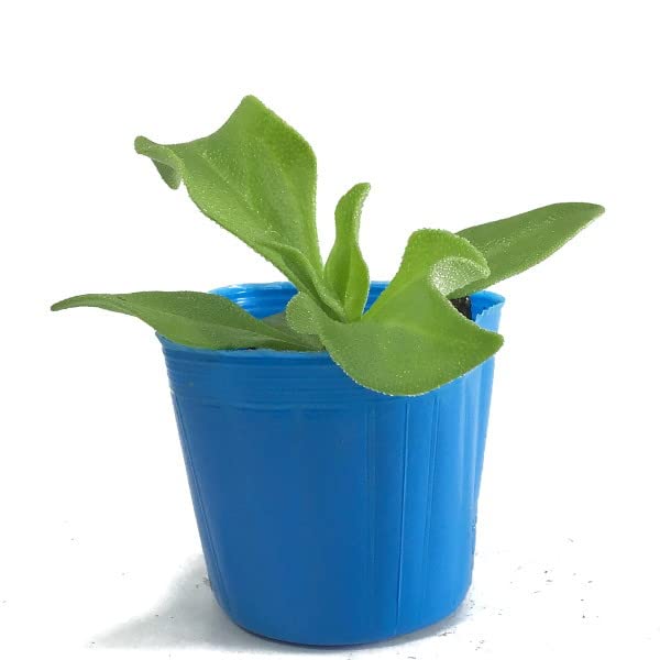 Amazon | アイスプラント 9cmポット苗 | 野菜