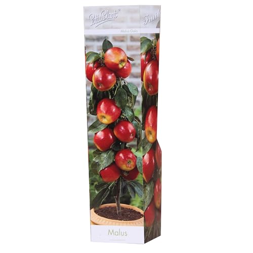 Herbstapfel 'Gala' Säulenobst 60 cm - Malus 'Gala' - Robuste, Ertragreiche Apfelbaum Sorte für Garten und Terrasse – Ideal für Kleine Gärten & Balkon