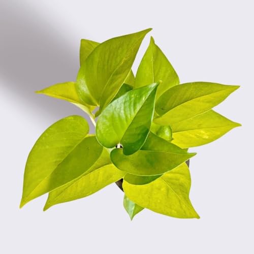 Image of Bigreen Plante Boys Live Money Plant Golden with Pot