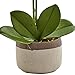 Nearly Natural Phalaenopsis Orchid in Ceramic Pot