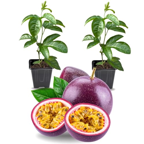 2 High Yield Passion Fruit Plants Live Deep Purple Climbing Passion Vine Tree Live Plant for Outdoor Growing 5-9 in Tall Fast Growing Perennial Sweet and Edible Fruits