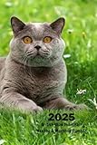  2025 Weekly & Monthly Planner British Blue Shorthair: Cat Cover Organizer Diary with Goal Setting and Gratitude Sections, Checklists, Trackers & more