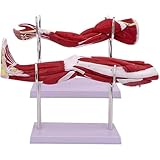 2 Pieces Upper Limb and Neurovascular Arteriovenous Structure of Lower Extremity Leg Muscle Movement System Model for Physiology Study Teaching