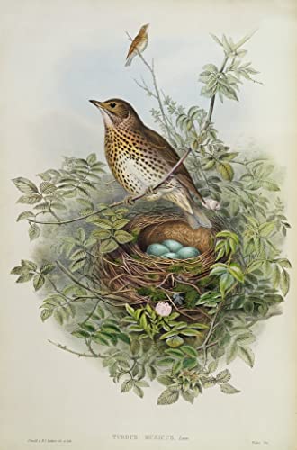 Impression d'affiches Toile Animal Oiseau Grive Décoration Murale Chambre 60x90