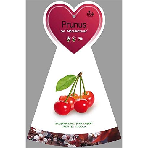 Sauerkirsche 'Morellenfeuer' (Prunus cerasus) ca. 100–120 cm inkl. Topf – robuster Obstbaum, reichtragend, winterhart, ideal für Garten & Terrasse