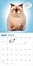 Chonkers Wall Calendar 2026: A Year of Cats Large and In Charge