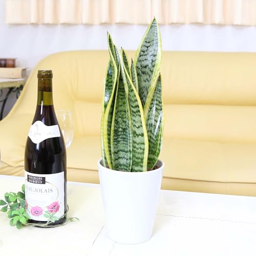 【ブルーミングスケープ】土を使わない観葉植物 空気を浄化するといわれているサンスベリア・陶器鉢+水位計付き ミディアムサイズ 1鉢|水耕栽培 ハイドロカルチャー ミディアムサイズ (サンスベリア/陶器鉢/丸形/ホワイト)