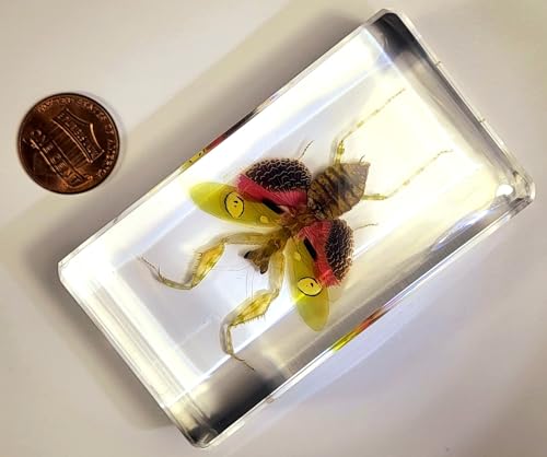 Image of 2.9 inch Real Jeweled Flower Mantis in Crystal Clear Lucite Resin Specimen Preserved Creobroter Gemmatus Insect Taxidermy Collection for Biology Science Education & Desk Ornament Display
