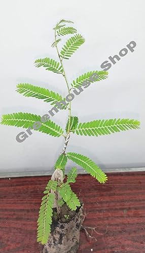 Image of Golden Bloom Thai Grafted Green Amla Fruit Plant And Tree Pack Of 1 Plant Height 1 FT