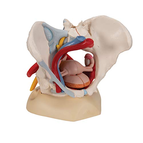 Image of 3B Scientific H20 /4 Female Pelvis w / Ligaments 6 Part - 3B Smart Anatomy