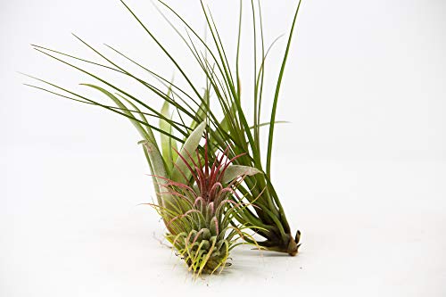 3 plantas de aire Tillandsia - Plantas grandes para interiores - regalos increíbles Cover
