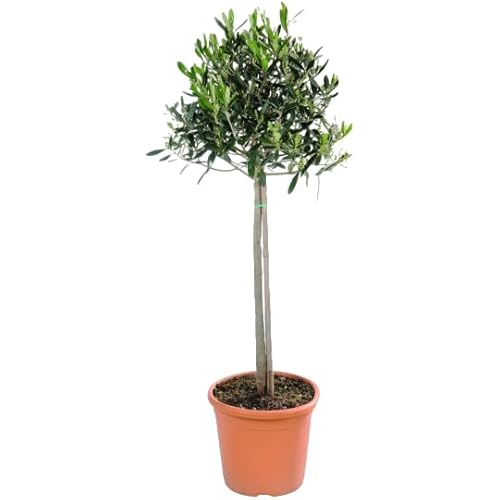 Verdecora Árbol Olivo copa natural en maceta de Ø22cm (altura 100cm aprox.) | Olea Europaea | Planta natural de exterior para jardines, terrazas, huertos urbanos