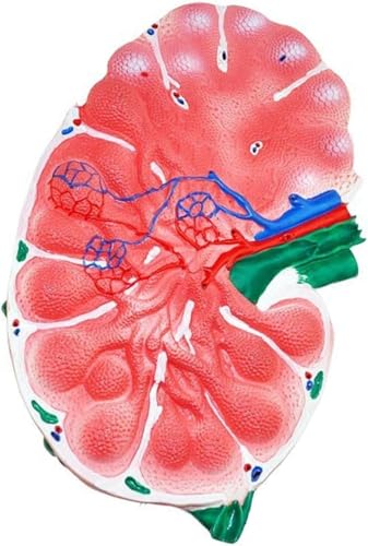 Modèle de ganglion lymphatique humain pour étude anatomique de la microstructure en relief