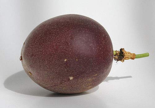 Passiflora 'Frederick' - Edible Purple Passion Flower Fruit Vine - Live Plant By Natures Garden Nursery #TOP7