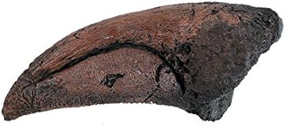 T-Rex Toe Claw Replica
