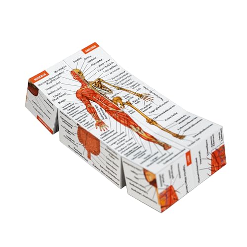 Menschliche Anatomie Studienwürfel AUF DEUTSCH | 9 Teile des menschlichen Körpers lernen | Anatomie Modellwürfel | Tolle Geschenkidee für Krankenschwestern und Medizinstudenten