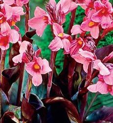 Pink & Roses Dwarf Canna Lily, Bronze Foilage, Pnk Flowering Bulbs, Roots, Rhizome, Plant, Nice Addition to Your Garden, Simply Gourgeous Flowering Perenial