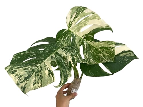 Monstera deliciosa Albo-Variegata – Premium Select Rooted 3-4 Leaf Cutting – Extra-High Variegation – Rare Collector’s Houseplant – Shipped Bare Root in Moss (No Pot) Monstera deliciosa Albo-Variegata – Premium Select Rooted 3-4 Leaf Cutting – Extra-High Variegation – Rare Collector’s Houseplant – Shipped Bare Root in Moss (No Pot)