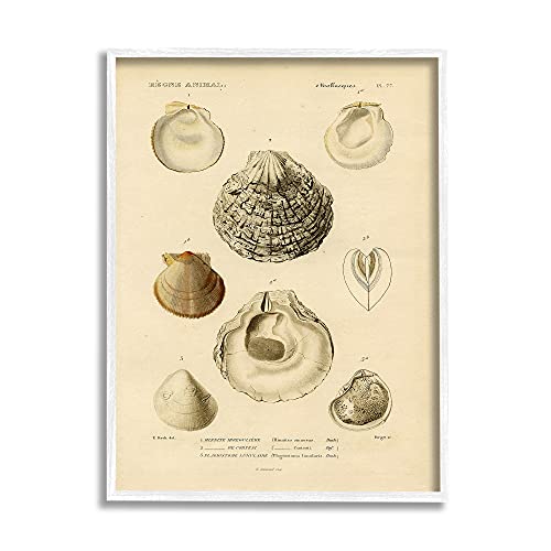 Image of 'Vintage Sea Shell Latin Study Marine Chart'| Framed Giclee Art | Stupell Industries | White, 16 x 20 Inches, Easy to Hang and Sturdy, Made in USA, by Lil' Rue