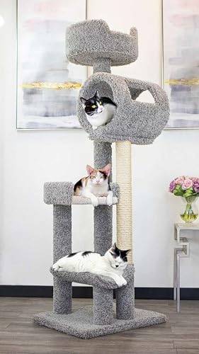 New Cat Condos 69
