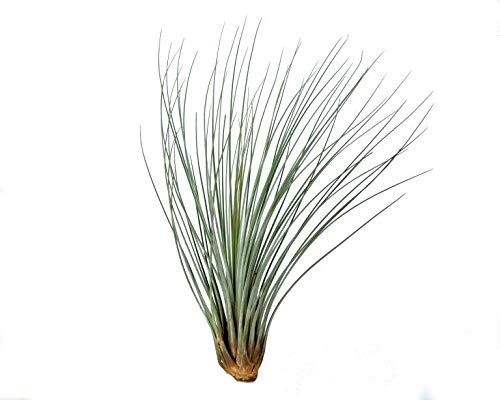 Tillandsia Juncea - Live Air Plant - Tall Grass for House Vivarium Terrarium Decoration Gift - No Soil Airplant