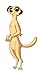 Where's the Meerkat?