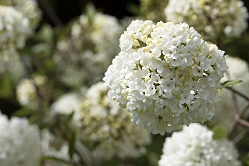 Viburnum 'Eskimo' 40-60 cm – Winterhart, Mehrjährig, Pflegeleicht – Schneeball – Heckenpflanze für Garten &...