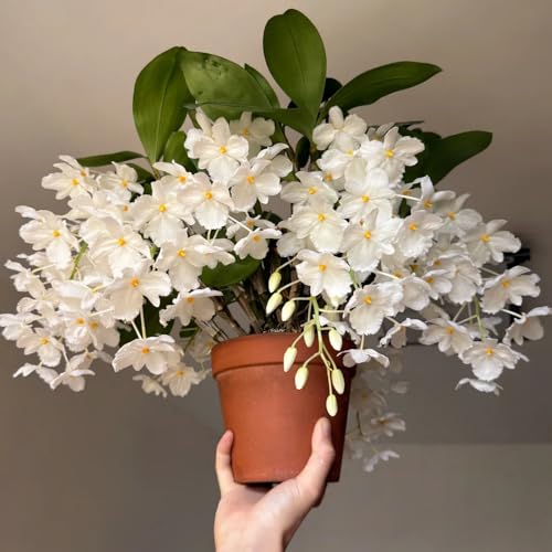 semillas de orquídea dendrobium - semillas de flores aptas para las abejas semillas de plantas de interior para jardín Decoración de jardín de flores silvestres para exteriores. 180pcs
