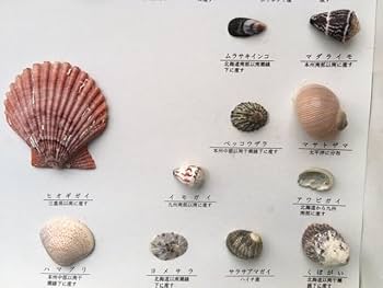 Amazon | ＜込＞日本領内 貝殻標本 50種 セット まとめて 資料