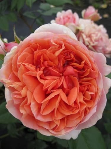 Nostalgie - Edelrose - Rosa Chippendale® - dunkelorange - Duft ++ - Tantau Rose
