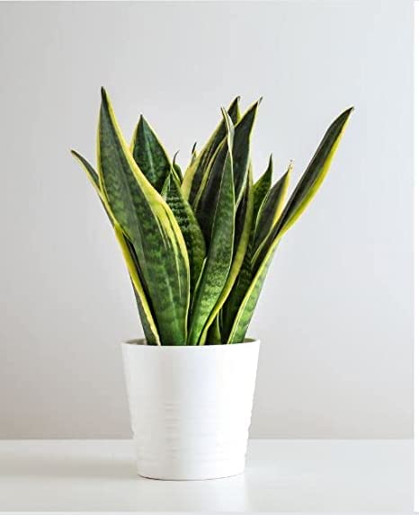 Trendygreens Plant (Sansevieria Hahnii) Air Purifying Indoor Plant (B0BTBP45NN) Amazon Price History, Amazon Price Tracker