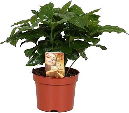 DECOALIVE Cafeto Planta de Interior Verde Natural Planta Cafetera