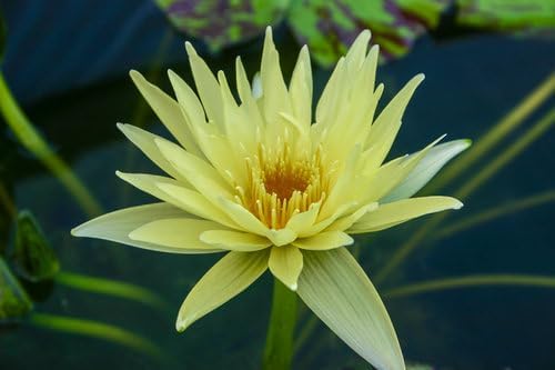 Shore Aquatic's Nymphaea 'Key Lime' 3 Pack - Award-Winning Medium Waterlily for Stunning Ponds