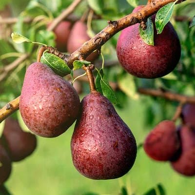 EXOTIC PLANT Dwarf Variety Australian Red Pear Fruit Live Plant (GRAFTED) Nashpati,BabugushaTree (Pack Of 1) Cutting/Fruiting Ready Plant-image-9