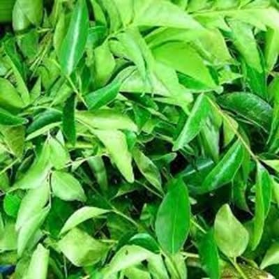 100 Pieces Curry Leaf Vegetable Seeds
