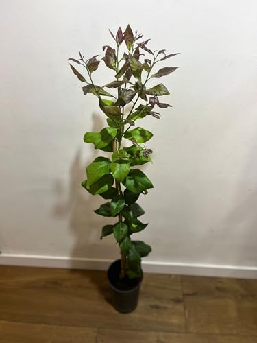 OFERTA Limonero 4 Estaciones en Maceta de 5 L, Árbol Cítrico para Jardín y Huerto, Planta Natural de Exterior ULTIMAS UNIDADES !!!!!