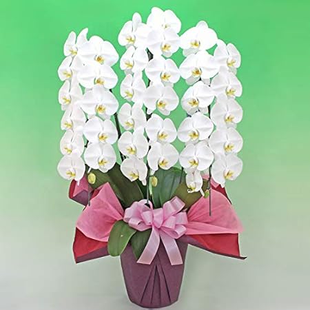 21新作 ビジネスオーダー お祝いギフト フレッシュ花束 アレンジメント 開店祝い 開業祝い 移転祝い 事務所開き 昇進祝い 昇格祝い などの慶事を祝う お役立ちフラワーギフト クリアランスバーゲン Www Clearsilver Co Uk