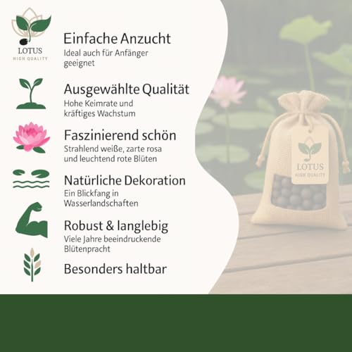 30 Premium Lotus Samen – Nelumbo Nucifera | Winterhart & Hochwertig | Für Indoor & Outdoor Teiche, Schalen & Garten – Einfache Anzucht, Exotische Lotusblumen