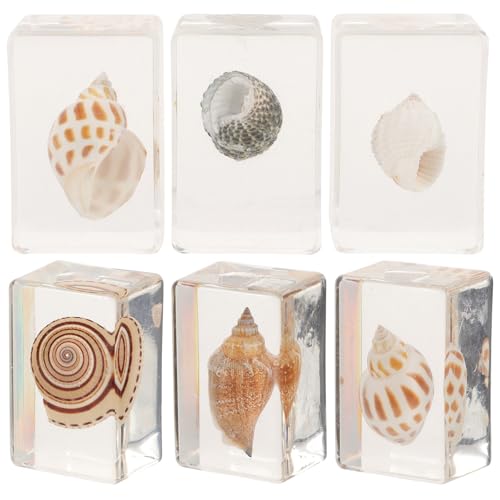 Spécimens de coquillages en résine HEMOTON collection marine éducative et réaliste